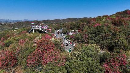 貴州畢節:杜鵑花開游客來